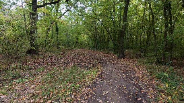 Walking POV along dirt trail in forest with natural birds singing sound audio