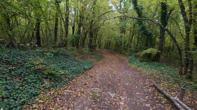 Walking POV along dirt trail in forest with natural birds singing sound audio