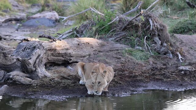 African lioness drinking water from a natural waterhole - Masai Mara National Reserve, Kenya | African safari wildlife nature documentary 4K B-roll