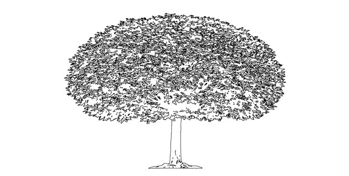 Round crown tree illustration isolated on transparent background for professional architectural rendering