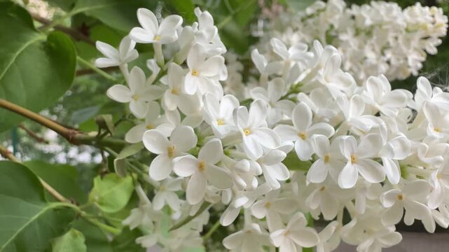 Close-up of white lilac blossoms, delicate petals, spring freshness, fragrant clusters, soft natural garden beauty.