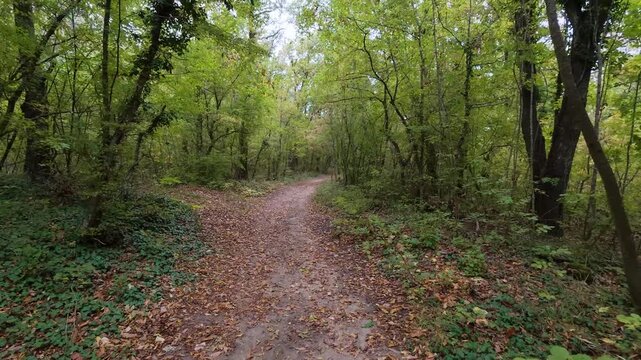 Walking POV along dirt trail in forest with natural birds singing sound audio