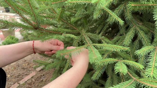 Hands attaching Christmas string lights to spruce branches outdoors