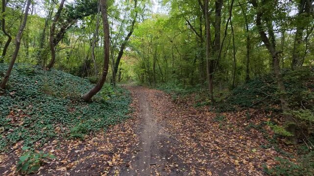 Walking POV along dirt trail in forest with natural birds singing sound audio