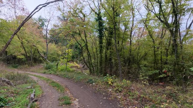 Walking POV along dirt trail in forest with natural birds singing sound audio