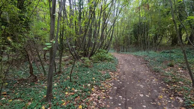 Walking POV along dirt trail in forest with natural birds singing sound audio