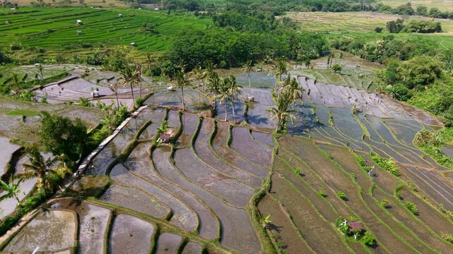 Aerial view of lush terraced rice fields. Wet paddies reflect sky and palm trees at Lumajang