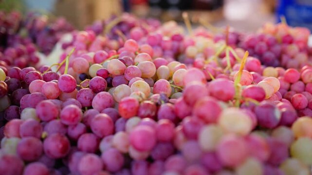 Large quantities of ripe grapes arranged in dense bunches at produce market. Abundant seasonal harvest, fresh agricultural products, local food trade, displays for grocery and retail concepts