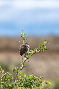 Northern pied babbler, Turdoides hypoleuca, perched on an acacia branch in Nairobi National Park, Kenya. A species endemic to both Kenya and Tanzania. Front view.
