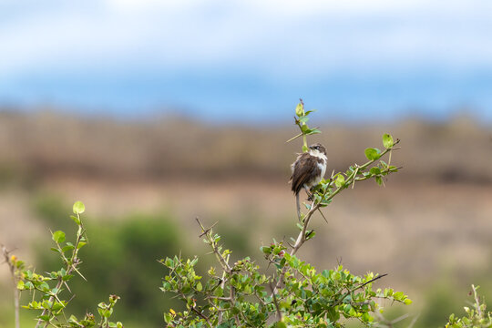 Northern pied babbler, Turdoides hypoleuca, perched on an acacia branch in Nairobi National Park, Kenya. A species endemic to both Kenya and Tanzania. Side view.