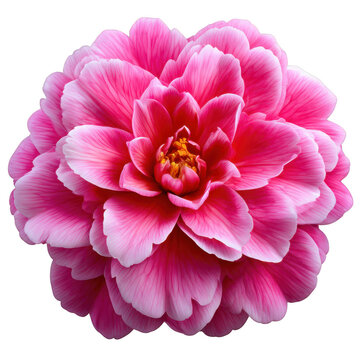 Pink camellia blossom with layered petals and golden center, viewed from above, isolated on transparent background