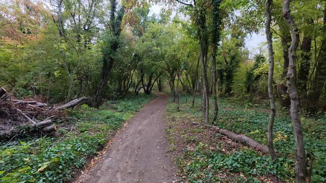 Walking POV along dirt trail in forest with natural birds singing sound audio