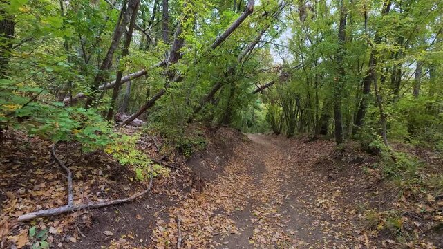 Walking POV along dirt trail in forest with natural birds singing sound audio
