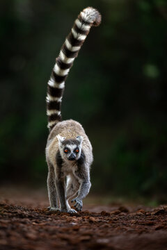 Low angle portrait of a ring-tailed lemur walking head-on with its tail held up isolated against a dark green background from Madagascar