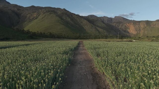 Aerial view of onion seed farming fields with neat crop rows and mountains in the background in Ladismith, Western Cape, South Africa.