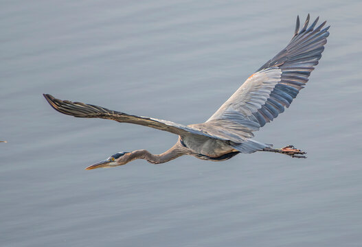 Great Blue Heron Flying with Neck Extended