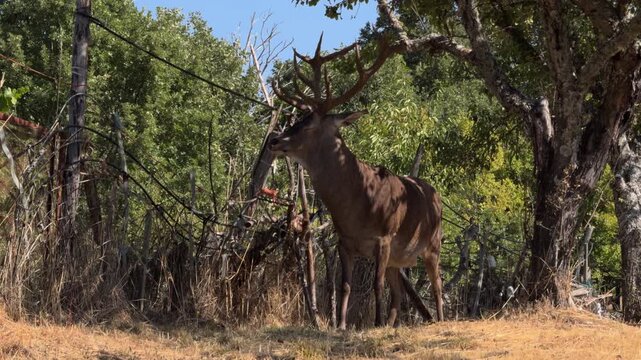 Majestic Stag Standing Alert by Forest Fence at Morning