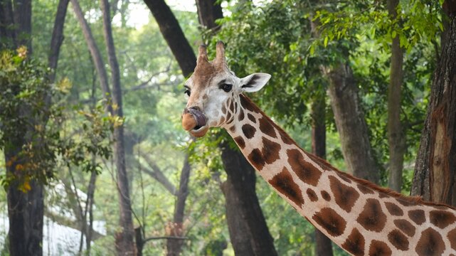 Close-up Portrait of a Giraffe Licking its Nose with its Tongue in a Lush Green Forest Environment
