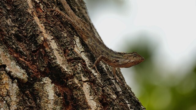 Oriental Garden Lizard Camouflaged on Rough Tree Bark Texture in Tropical Natural Habitat