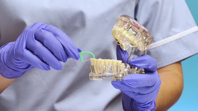 Dental Floss Pick Demonstration on Lower Teeth of a Clear Hinged Jaw Model Held in Purple Gloved Hands