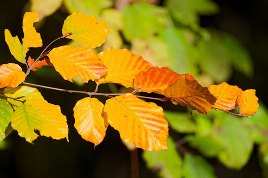 Herbstlicher Buchenzweig im Querformat vor weichgezeichnetem Bokeh