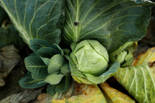 Top view of a small young green cabbage head growing next to leafy rosettes on dry soil ground, detailed view of veins and texturized large foliage under diffused daytime lighting