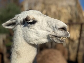 A close-up profile portrait of a funny white llama (Lama glama) showing its teeth and smiling outdoors on a sunny day © Kristine