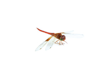 Red dragonfly isolated on white background, Close up of Dragonfly insect © voranat