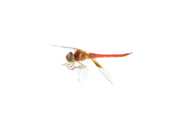 Red dragonfly isolated on white background, Close up of Dragonfly insect © voranat