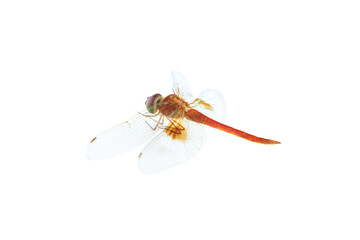 Red dragonfly isolated on white background, Close up of Dragonfly insect © voranat