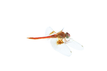 Red dragonfly isolated on white background, Close up of Dragonfly insect © voranat