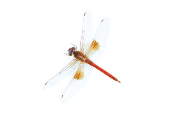 Red dragonfly isolated on white background, Close up of Dragonfly insect © voranat