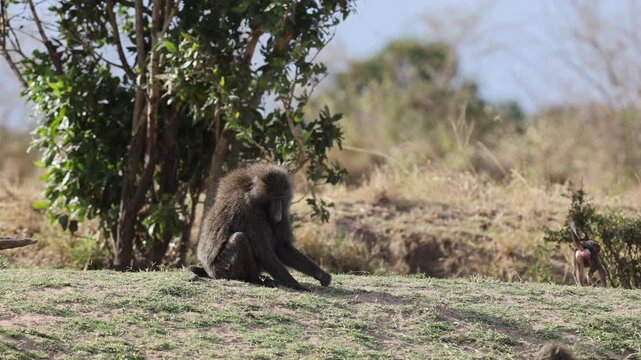 An olive baboon sits on a sunlit grassy knoll diligently foraging for seeds and blades of grass - Masai Mara National Reserve, Kenya | African safari wildlife nature documentary 4K B-roll