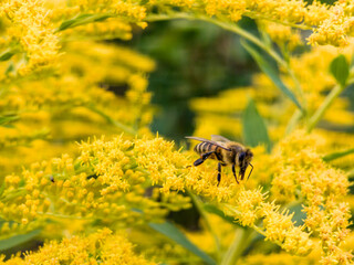Bee gathers nectar from yellow flowers in a sunlit meadow. Macro nature scene shows pollination and seasonal wildflower detail. Image supports ecology © Maria Moroz