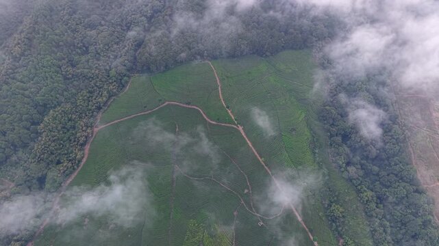 Misty aerial drone shot capturing green terraced tea plantation and forest canopy in Wonosari, Indonesia.