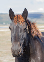 Close up portrait of black horse with reddish mane looking at camera outdoors © David