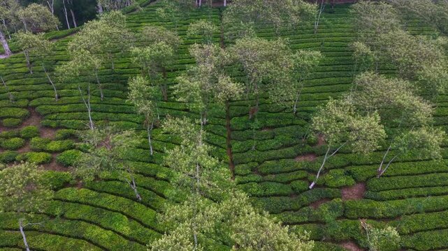 Lush green tea fields stretch across rolling hills. Trees dot the landscape with natural rhythm