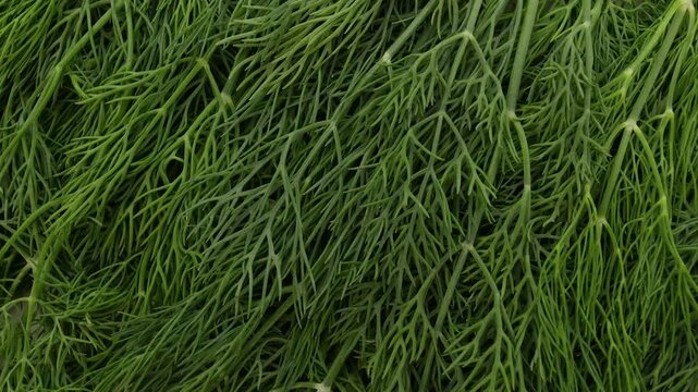 Closeup of dill leaves rotation top view. Green leaves.