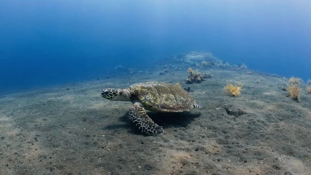 Tracking shot of Hawksbill turtle (Eretmochelys imbricata) swimming gracefully above the seabed, showing detailed shell patterns