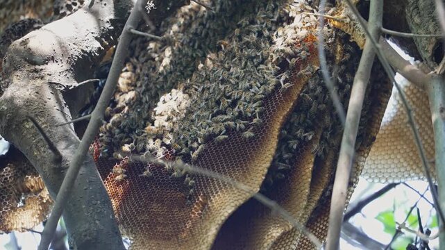 A feral honey bee colony gathers across exposed comb hanging between tree branches; the steady view shows dense clusters and hexagonal wax cells.