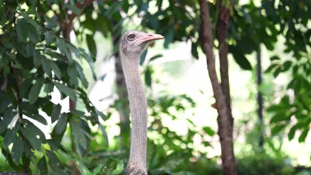 Close up of Blue Neck Ostrich with a long neck standing alert amidst dense green foliage in a tropical forest environment under daylight.