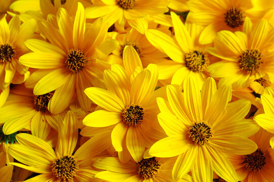 Raccolta di fiori di Topinambur 
