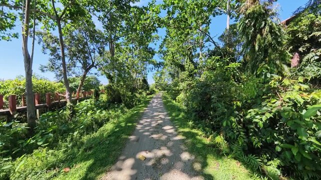 Sunlit dirt path through dense tropical greenery with wooden railing and dappled shadows.