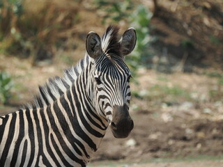 zebra in the flood palins of the Zambezi © Jennifer de Montfort