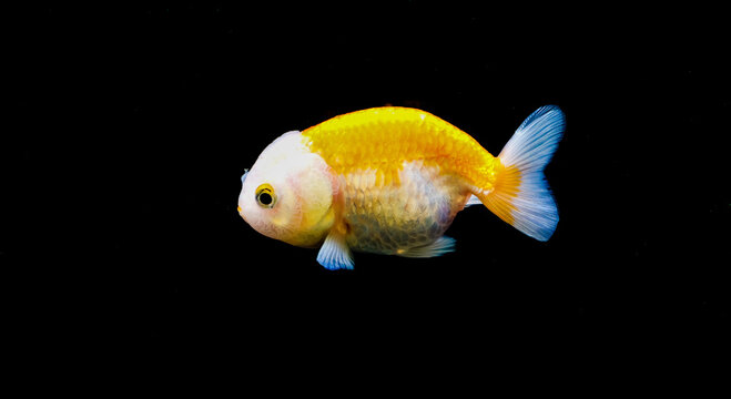 Ranchu Goldfish Stock Photo: White and Yellow Body on Pure Black Background, Minimalist Close-Up