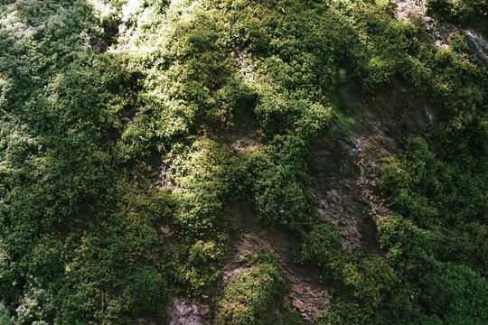 The Forest Canopy Over Rugged Mountain Slope Aerial View From Above
