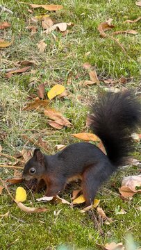 squirrel in the wild
