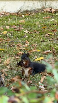 squirrel in the wild