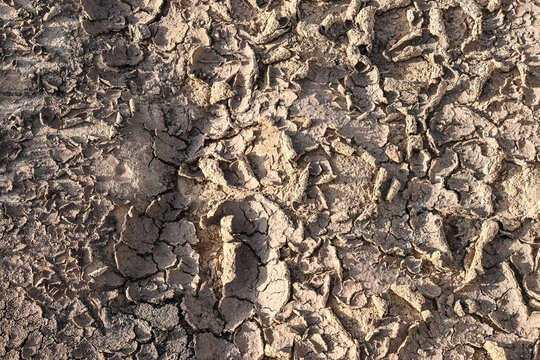 Secheresse canicule terre agriculture