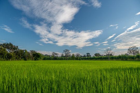 Rice Field in Thung Kula Ronghai, Roi Et Province Thailand.